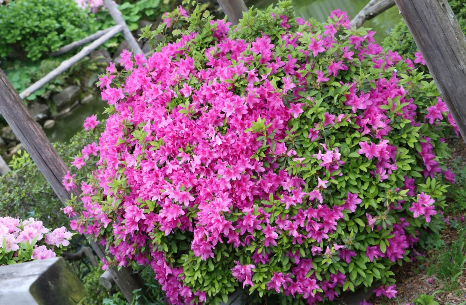 Professional flower arrangement consultation showing industry-specific expertise